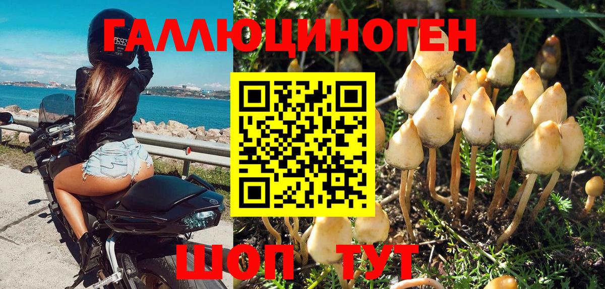 Галлюциногенные грибы Psilocybe  Вход с VPN  Шахты  закладка  Галлюциногенные грибы Psilocybe 